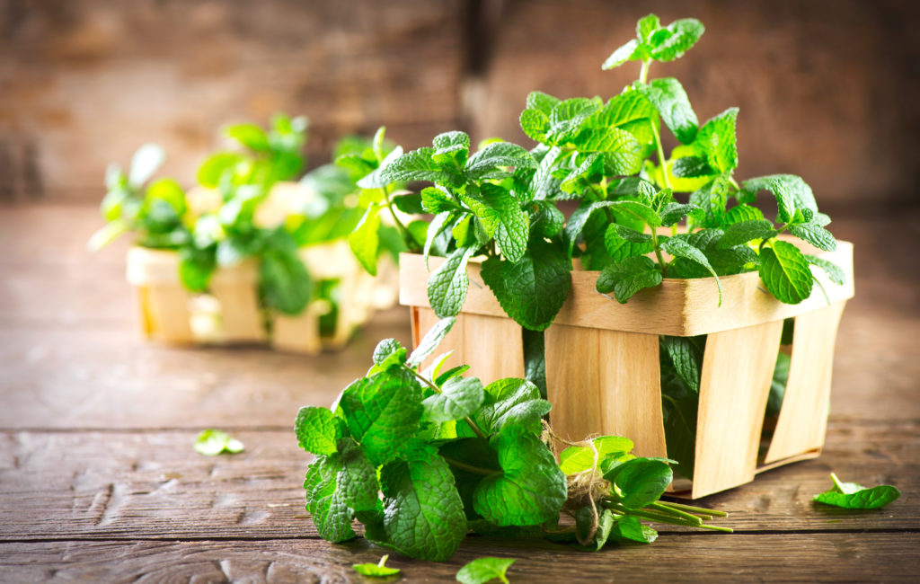 Mint flavour inspiration