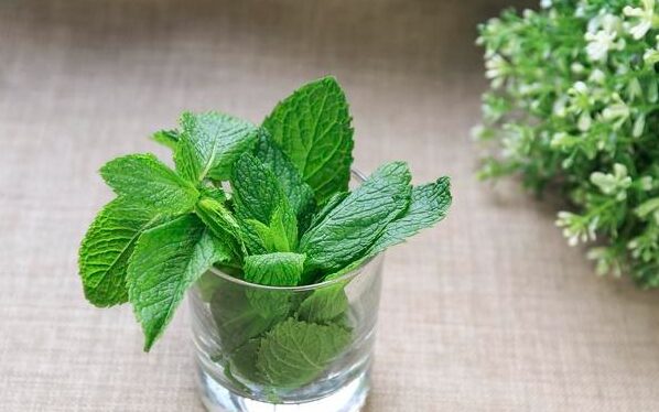 Holly Mint 6001 flavour ingredients